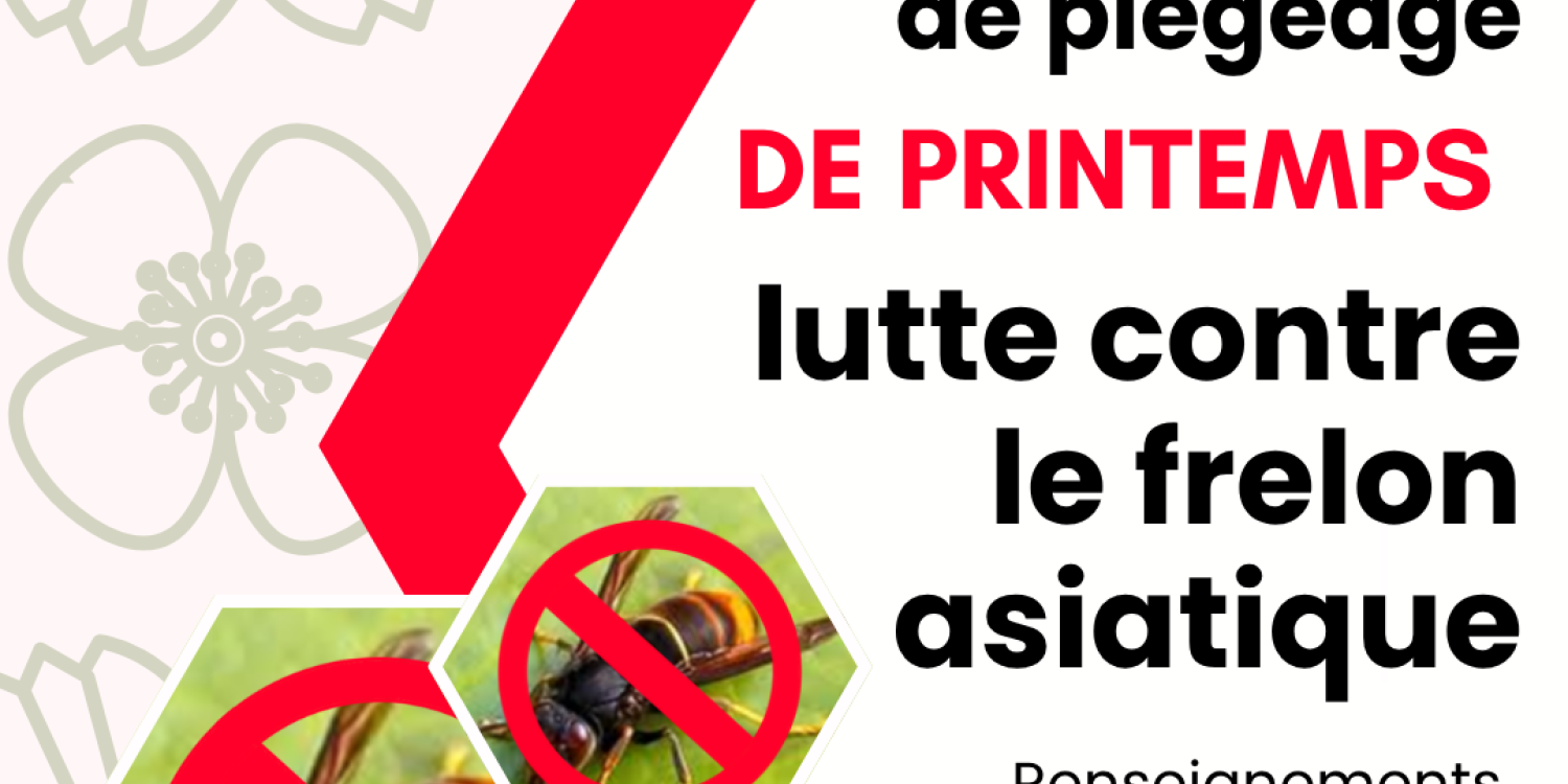 Campagne de piégeage de frelons